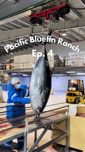 Ep. 4 at Baja Aqua Farms’ Pacific bluefin tuna ranch! In our final episode in this series, James wants to take a moment to highlight the tuna themselves. The entire ranching process wouldn’t be… | James Sibley – Aquaculture Creator | 17 comments