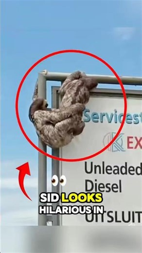 Sid the Sloth in Real Life 🦥😂 #animals #shorts #funny #sloth