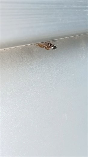 Spider and cockroach insect animals so cute. #spider, #cockroach, #insects, #animals, #nature