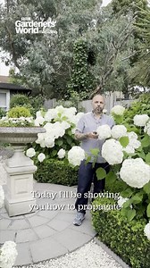 44K views · 288 reactions | Taking hydrangea cuttings is an easy way to get more plants for free. Follow Vas Karpeta’s (@myformalgarden) method which you can use for most hydrangeas. Save this video for when your plants are kicking into strong growth in late-spring or early summer. And pick up the March issue to see more of Vas’s hydrangea-filled London garden. #Hydrangea #GardeningTips #Hyrangeas #Cuttings #GardenersWorld #Gardens | BBC Gardeners' World Magazine | Facebook