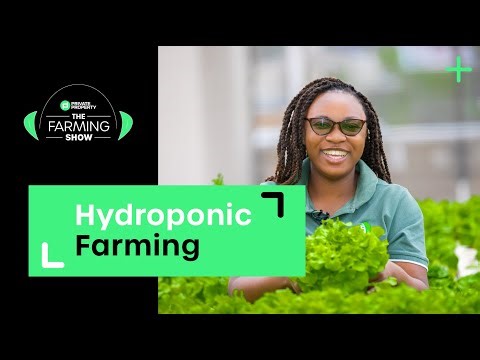 The What and Why of Hydroponic Farming | S2 Ep2