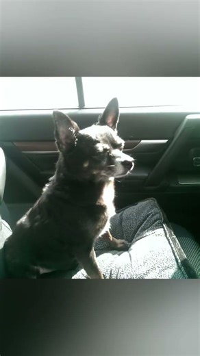 Мой любимый Жучок. Жука.