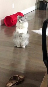 Watcha doin over there? | Animals Doing Things