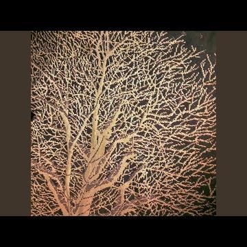 Don't Look Far (Acoustic Demo)