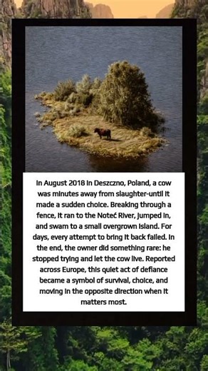 Defiant cow swims to island, owner lets her live