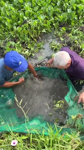 Trapping giant eel fish with primitive technology