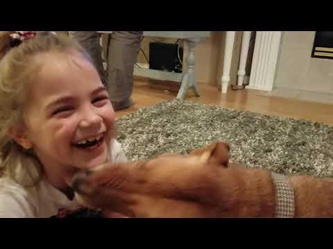 Dog kissing little girl😙