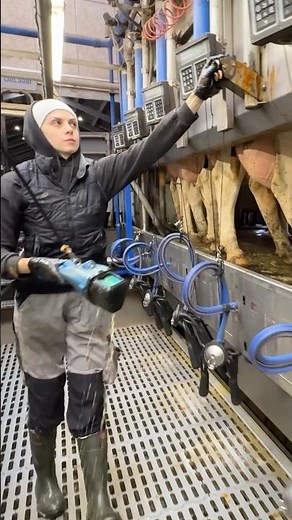 🐄✨ From Udder Washing to Milking – The Smart Way Farm Girls Use Milking Machines
