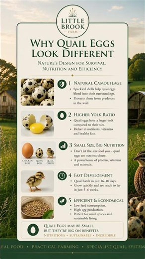 Why Quail Eggs Look Different 👀🥚