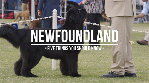 Newfoundland dog: Five things you should know