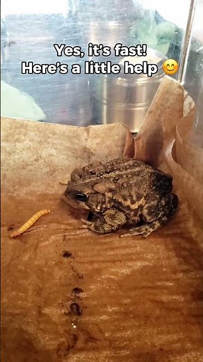 Watch a Toad Eat in Slow Motion! 🐸✨ #scienceshorts