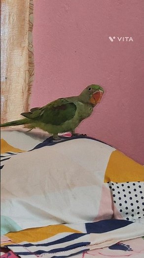 Realistic Parrot Sounds | High-Quality Bird Sound Effects