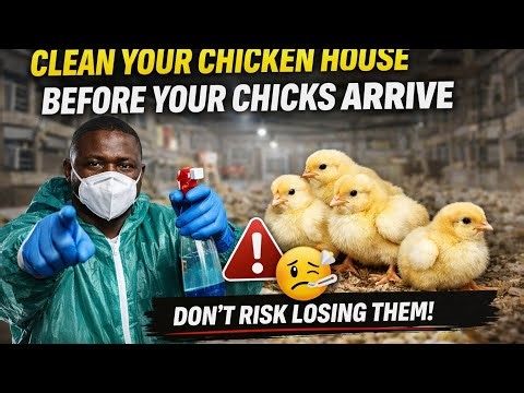 PART 1: How I clean and disinfect my chicken house in preparation for receiving day old chicks
