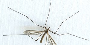 ‘The Texas Groundhog’: Experts explain the swarms of crane flies that emerged with warm weather