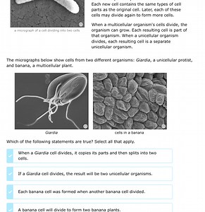 a micrograph of a cell dividing into two cells Each new cell c... | Filo