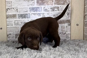 Kevin - Labrador Retriever Puppy 194F5F