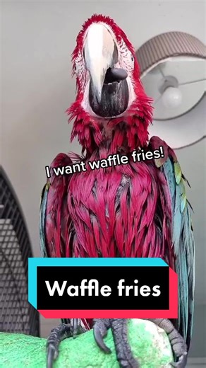 Talking Macaw Iago: The Parrot from Aladdin