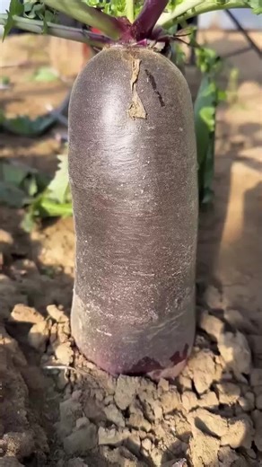 The Most Satisfying Fruit ASMR Compilation