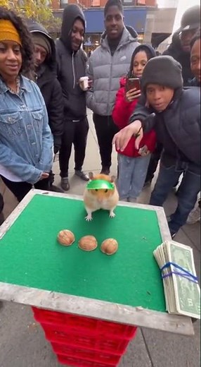 A hamster performs magic tricks in the street