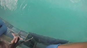 7.7K views · 363 reactions | Listen to the story about how this little opossum was rescued from a swimming pool by South Florida Wildlife Center... great job, Kelsey! | South Florida Wildlife Center | Facebook