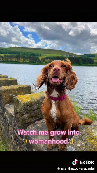 Our big girl 🌸 #cockerspaniel #cockerspanielpuppy #puppiesoftiktok #dogsofttiktok #cockerspanielsoftiktok #fyp #dogtok #doglove #puppy