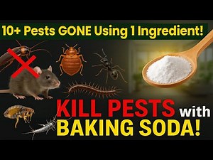 How To Use Baking Soda To Get Rid Of Fleas, Mice, Cockroaches, Ants, Bedbugs & More Naturally!