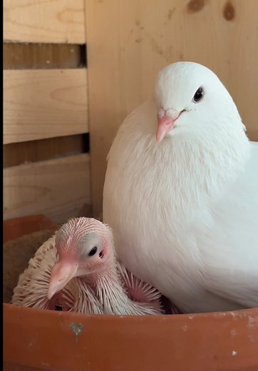 A Day in the Life of a Caring Pigeon Parent