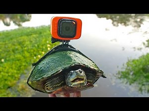 I Strapped a GoPro on Tank the Turtle!