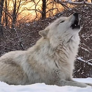 44K views · 13K reactions | Nobody does sunset better than wolves  | Wolf Conservation Center | Facebook