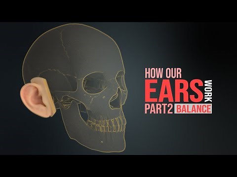How the Human Ear Works! Part 2 - Sense of Balance (Animation)