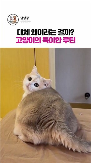 알 수 없는 고양이의 특이한 루틴