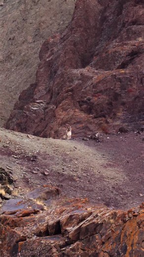 One of our planet’s rarest animals, the ghost of the Himalayas caught but for a moment in a stunning scene. She revealed herself to us, yet remained hidden to her prey. Incredible feeling, what a sight! #marlondutoit #snowleopard #sonyalpha | Marlon du Toit