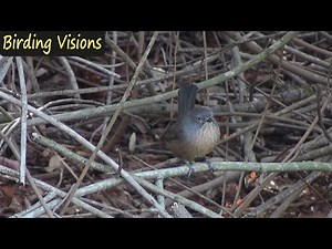 Wrentit alarm call - Birds of California