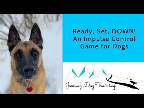Ready, Set, DOWN! An Impulse Control Game for Dogs