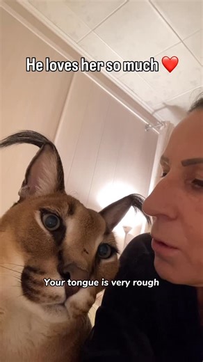 Big Floppa / Большой Шлёпа on Instagram: "Gosha was raised from a little kitten by his mom Elena. Around her even the scary and mighty Gosha turns back into a little kitten."