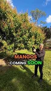 11K views · 8.9K reactions | Did you know Mangos were first...
