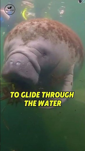 Sea Cow Facts: Meet the Gentle Giants of the Ocean 🌊🐄