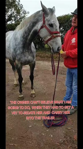 Handling a Wild Horse: A Sunday Adventure