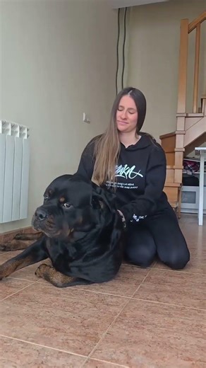 Rottweilers don’t just guard homes… they guard hearts ❤️