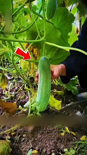 Robin (@robinsondh2)’s videos with original sound - Robin