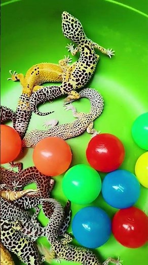 Leopard geckos #gecko #reptiles #lizard #nature