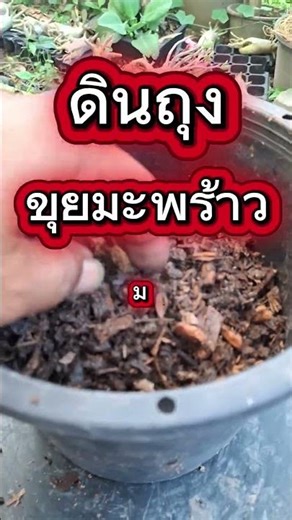 Adenium soil mix recipe for root development.
