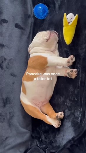 Pancake 🥞 on Instagram: "The evolution of a potato #englishbulldog #funnydog #cutedog #dogsofinstagram #bulldogsinstagram #dogsofinsta"