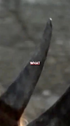 The Wooly rhino | Doctor NOS