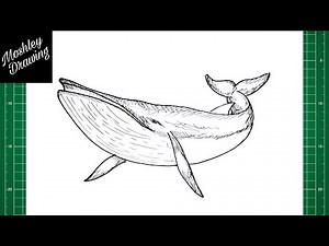 How to Draw a Minke Whale Step by Step