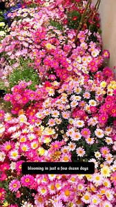 315K views · 1.8K reactions | Pyrethrum Daisy | SRK | Facebook