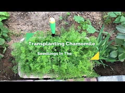 How To Transplant Chamomile Seedlings In The garden