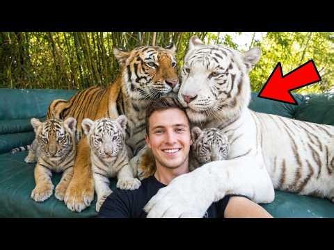 I Raised Two Tigers At Home. Then THIS Happened! (You Won't Believe Our New Family)