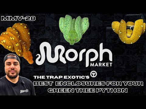 The BEST Enclosure For Your New Green Tree Python