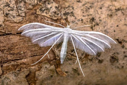 The Weirdest-Looking Moths on Earth